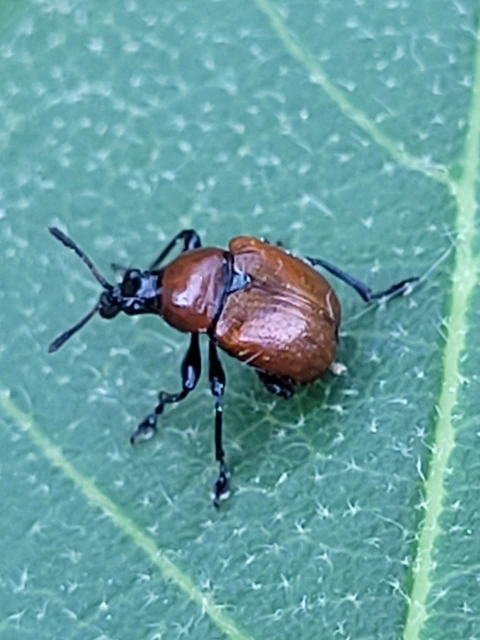 Attelabus nitens - tölgy-levélsodró