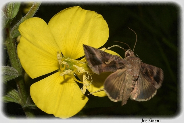Autographa gamma - gammalepke