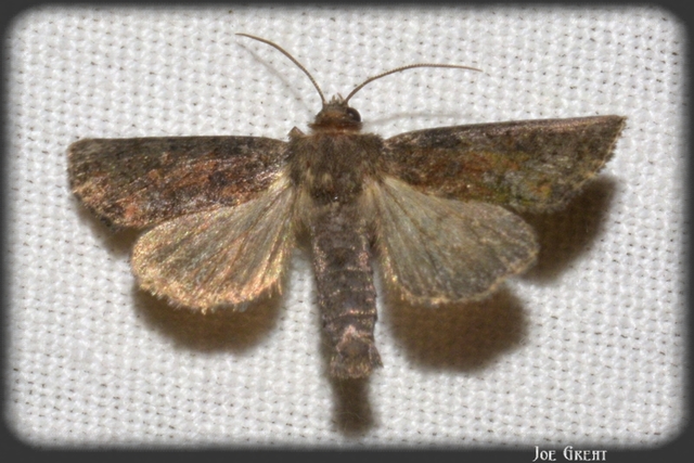 Oligia strigilis/latruncula/versicolor