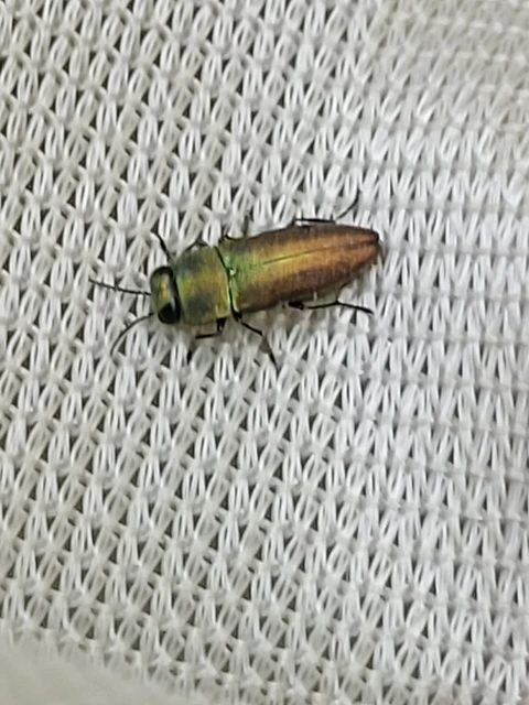 Anthaxia millefolii - cickafark-virágdíszbogár