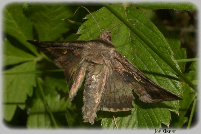 Autographa gamma - gammalepke