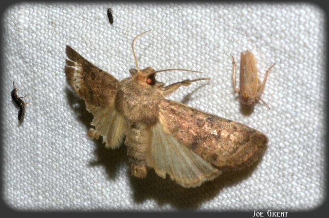 Hoplodrina octogenaria - barna selymesbagoly