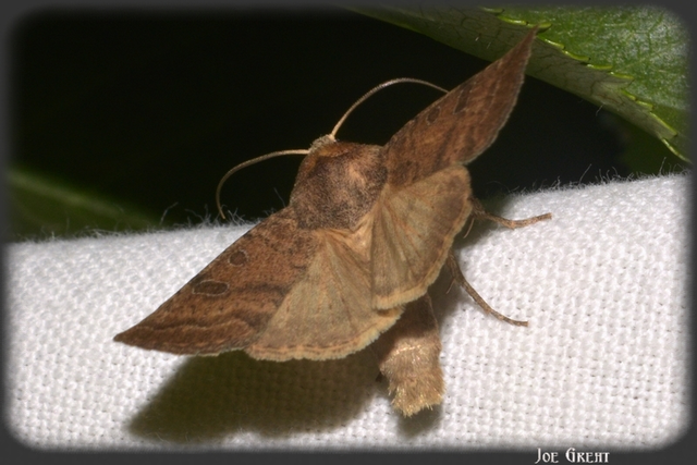 Hoplodrina octogenaria - barna selymesbagoly
