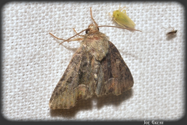 Oligia strigilis/latruncula/versicolor