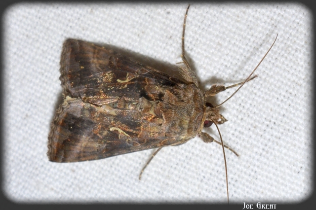 Autographa gamma - gammalepke