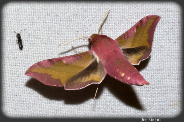 Deilephila porcellus - piros szender