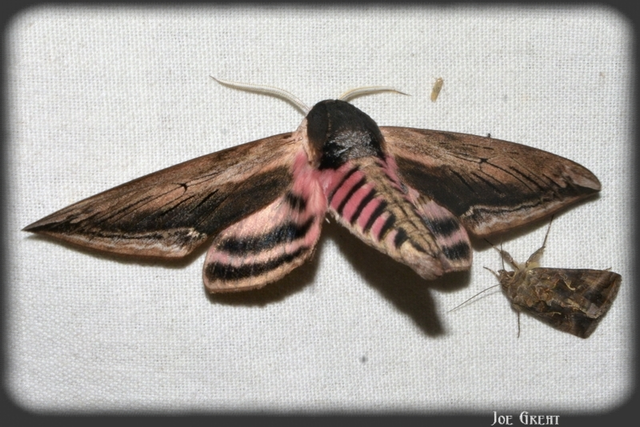 Sphinx ligustri - fagyalszender
