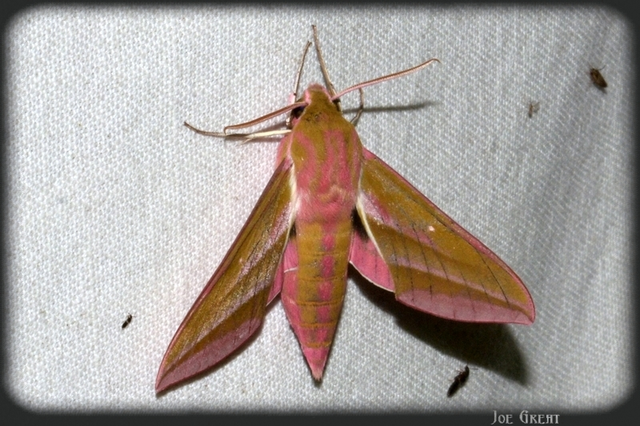 Deilephila elpenor - szőlőszender