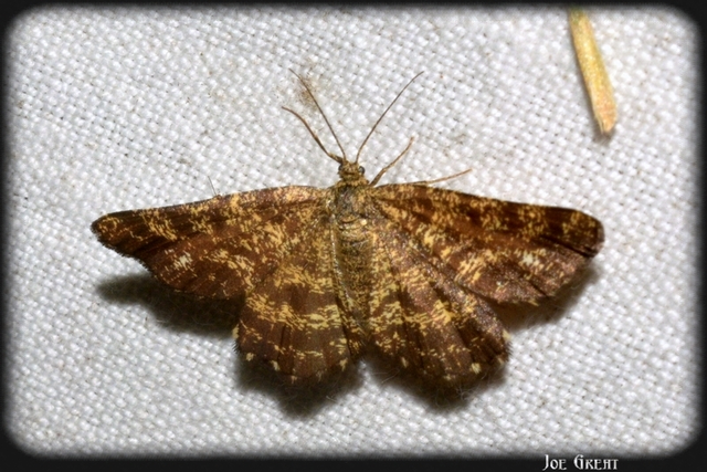 Ematurga atomaria - barna rétiaraszoló