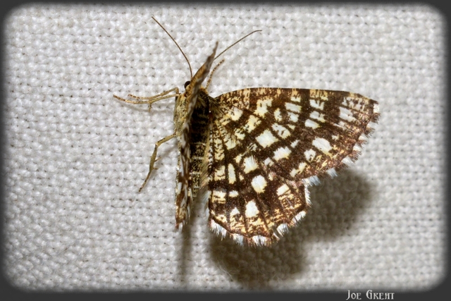Chiasmia clathrata - rácsos rétiaraszoló
