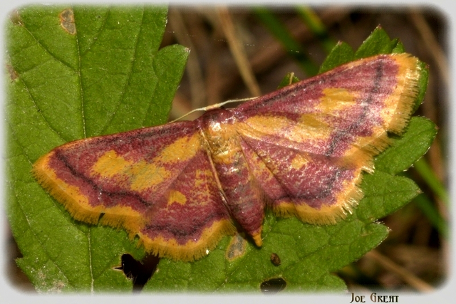 Idaea muricata - mocsári pirosaraszoló