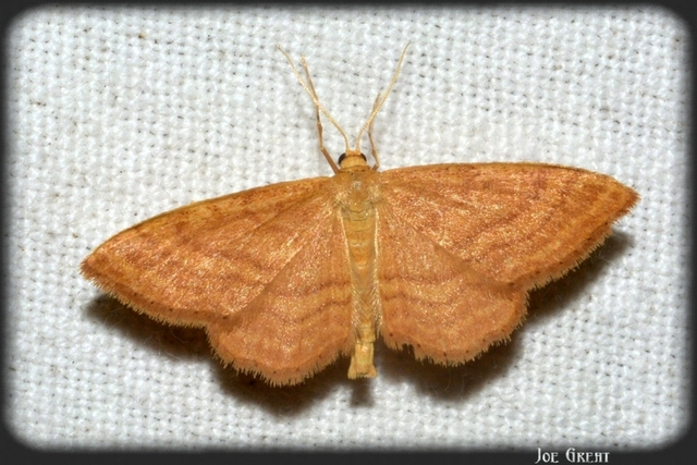 Idaea ochrata - okkerszínű sávosaraszoló