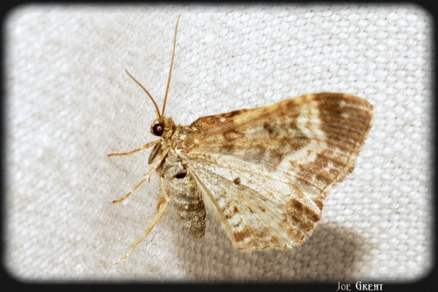 Epirrhoe alternata - galaj-tarkaaraszoló
