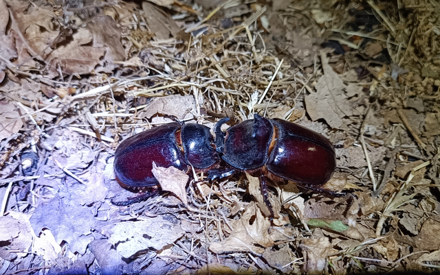 Oryctes nasicornis - orrszarvú bogár