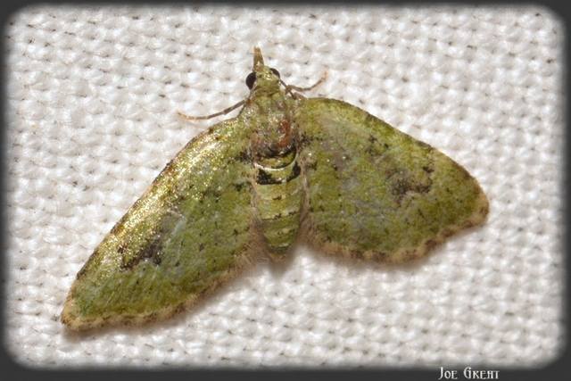 Chloroclystis v-ata - zöldes törpearaszoló