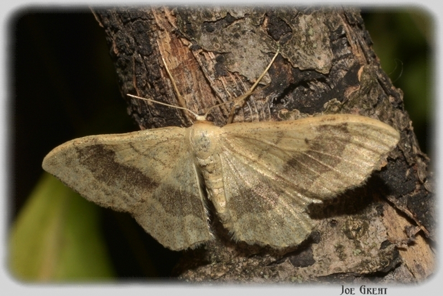 Idaea aversata - nagy sávosaraszoló