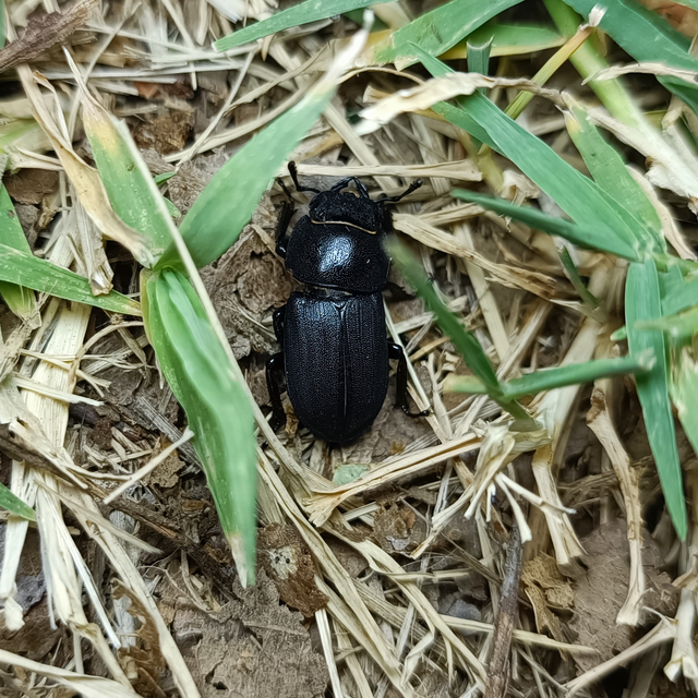 Dorcus parallelipipedus - kis szarvasbogár