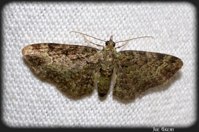Pasiphila rectangulata - almavirág-araszoló