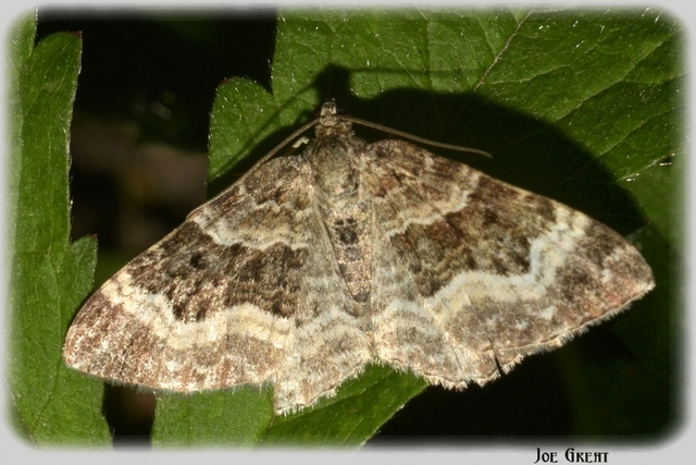 Epirrhoe alternata - galaj-tarkaaraszoló