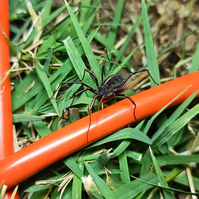 Opiliones - Kaszáspókok
