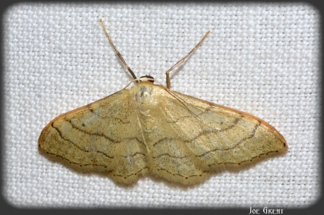 Idaea aversata - nagy sávosaraszoló