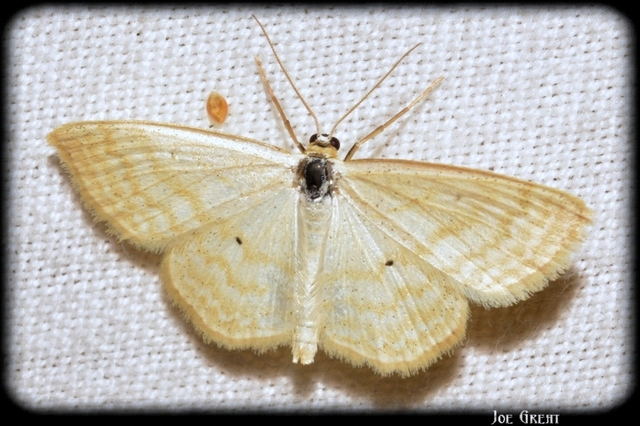 Scopula immutata - réti fehéraraszoló