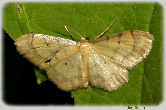 Idaea politaria - vonalas apróaraszoló
