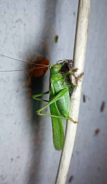Tettigonia viridissima - zöld lombszöcske