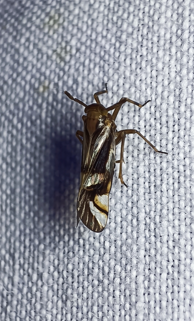 Delphax crassicornis