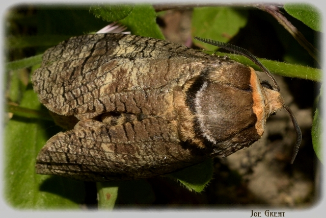 Cossus cossus - fűzfarontólepke