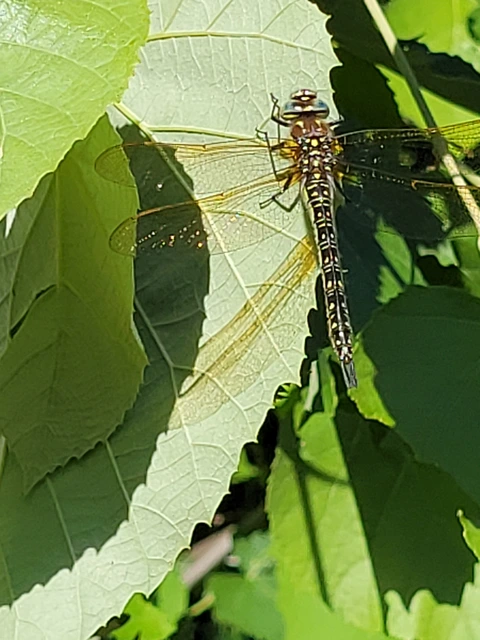 Brachytron pratense - szőrös karcsúacsa