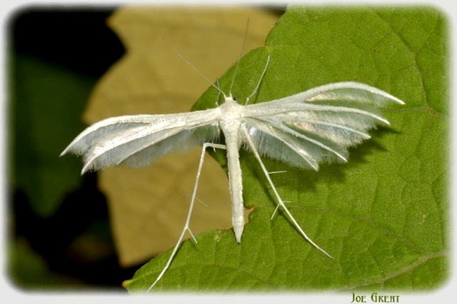 Pterophorus pentadactyla - fehér tollasmoly