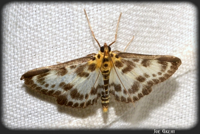 Anania hortulata - tarka csalánmoly