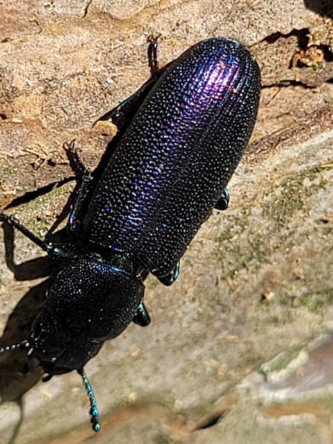 Temnochila caerulea