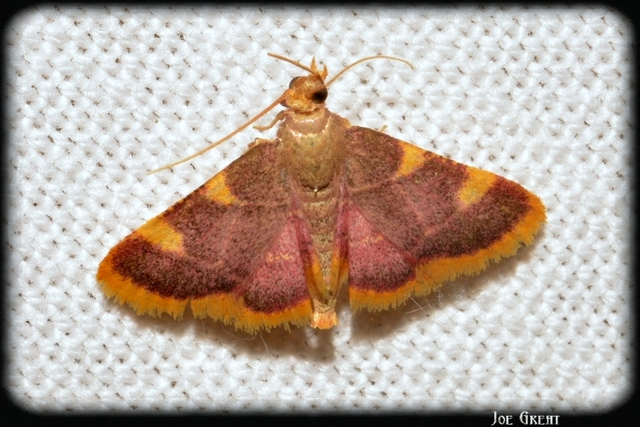 Hypsopygia costalis - szénailonca