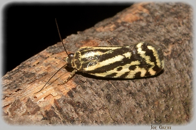 Emmelia trabealis - zebrabagoly