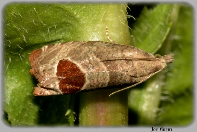 Notocelia uddmanniana - málnasodró tükrösmoly