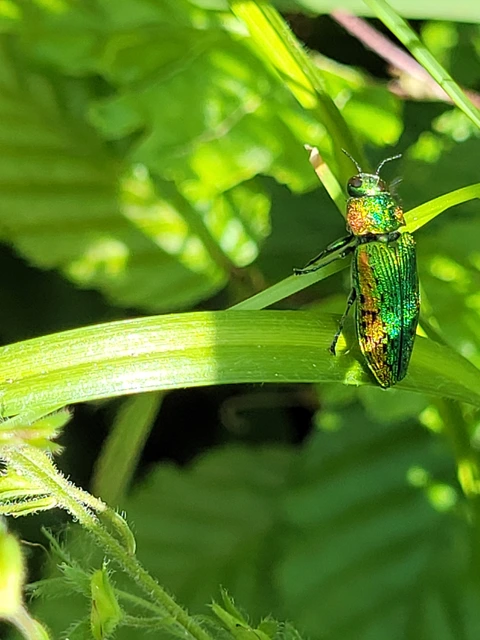 Lamprodila rutilans - hársfa-tarkadíszbogár Lamprodila rutilans - hársfa-tarkadíszbogár