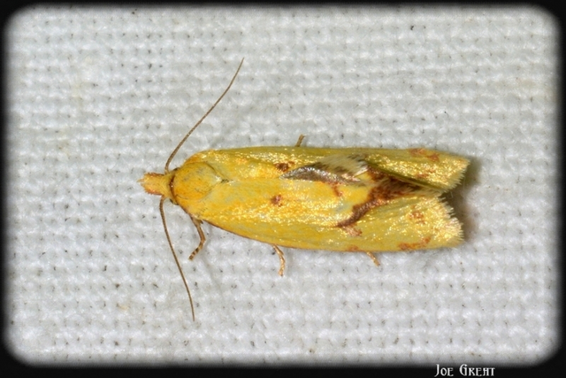 Agapeta hamana - közönséges sárgamoly