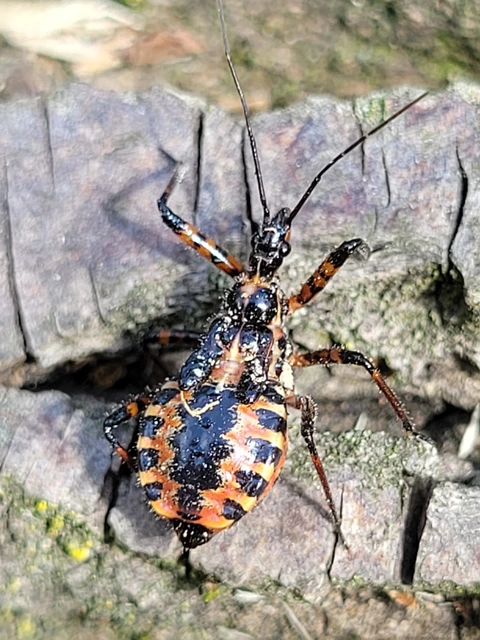 Rhynocoris