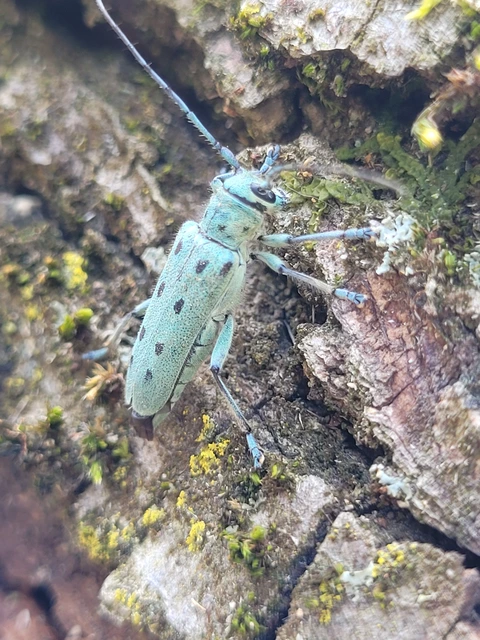 Saperda octopunctata - nyolcpontos cincér