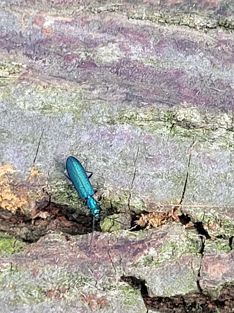 Chrysanthia viridissima - aranyos álcincér