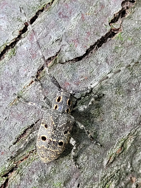Mesosa curculionoides - szemfoltos cincér Mesosa curculionoides - szemfoltos cincér
