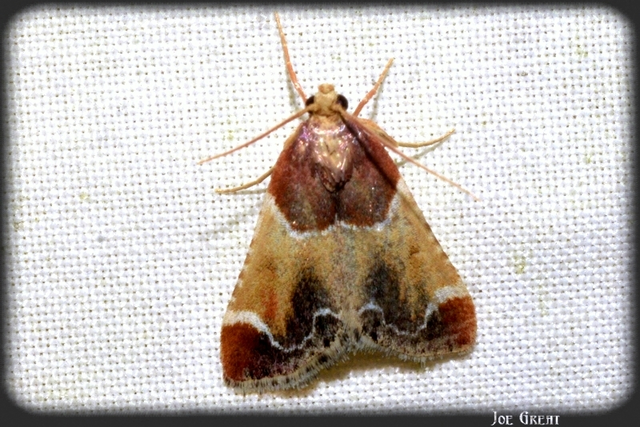 Pyralis farinalis - lisztilonca