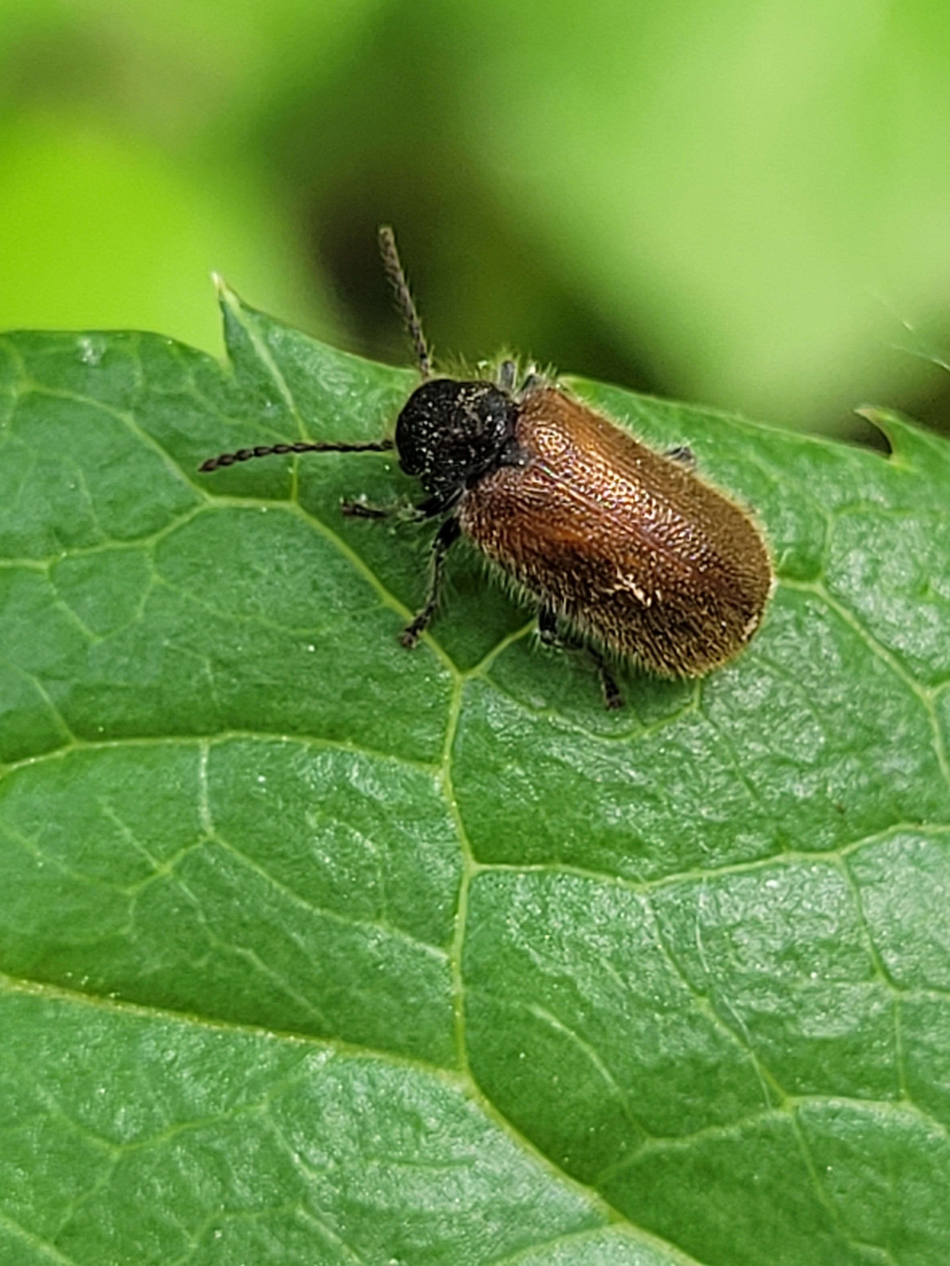 Hedobia pubescens - szőrös álszú