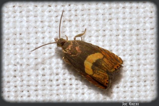 Dichrorampha