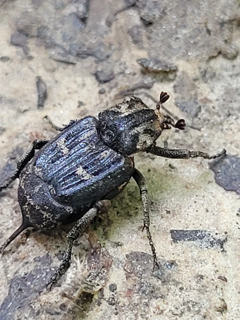 Valgus hemipterus - suta virágbogár