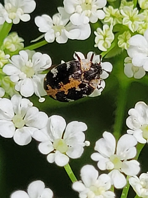 Anthrenus scrophulariae - nagy múzeumbogár