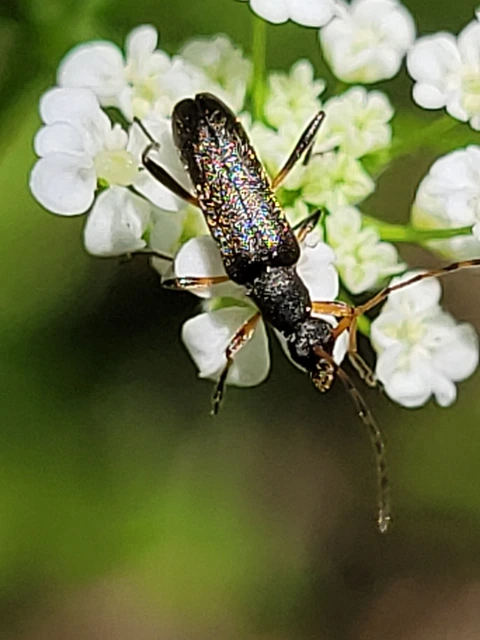 Grammoptera ruficornis - gyűrűscsápú galagonyacincér Grammoptera ruficornis - gyűrűscsápú galagonyacincér