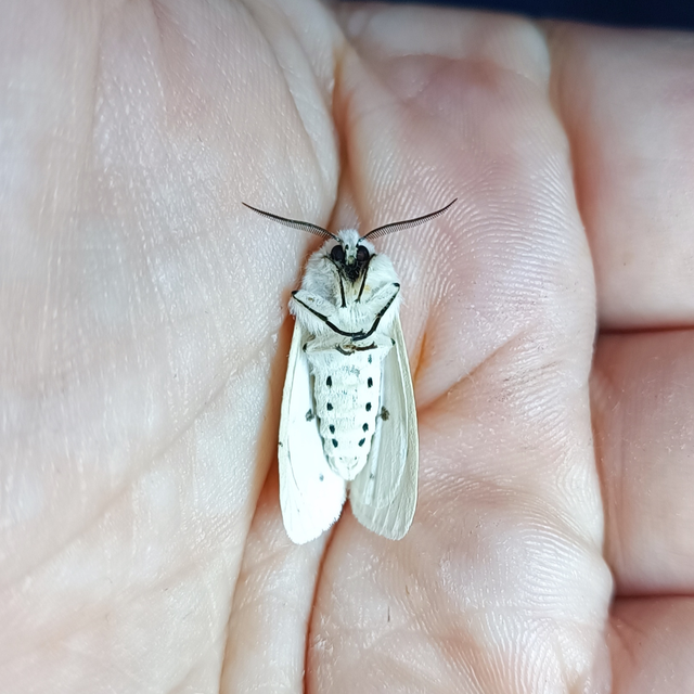 Spilosoma lubricipedum - tejszínű medvelepke